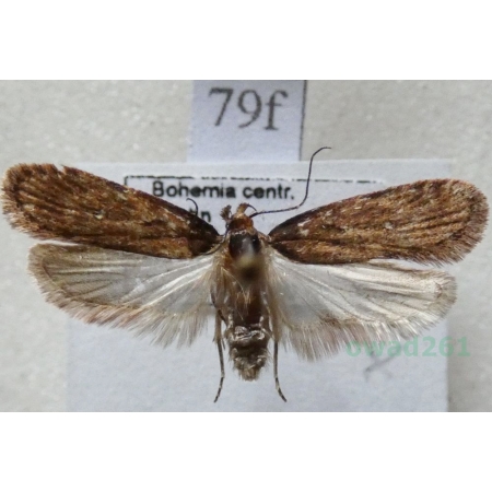 Depressaria albipunctella (Denis & Schiffermüller, 1775) Czech70f